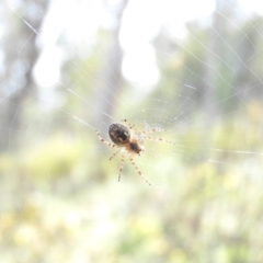 Hortophora sp. (genus) at Isaacs, ACT - 7 Oct 2016 09:50 AM