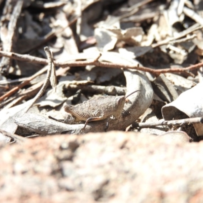 Goniaea australasiae (Gumleaf grasshopper) at Isaacs, ACT - 7 Oct 2016 by ArcherCallaway