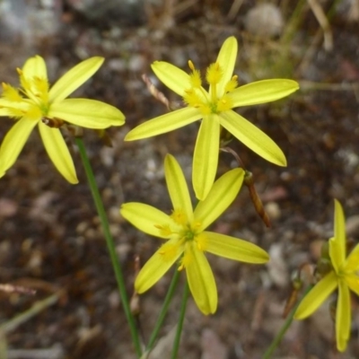 Tricoryne elatior (Yellow Rush Lily) at Bruce, ACT - 4 Dec 2016 by RWPurdie