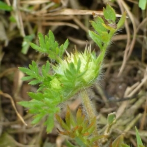 Soliva sessilis at Bruce, ACT - 5 Dec 2016 12:00 AM