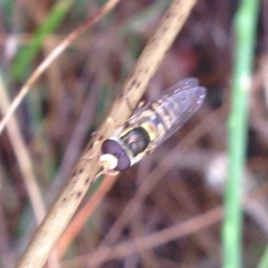 Simosyrphus grandicornis at Burra, NSW - 6 Dec 2016