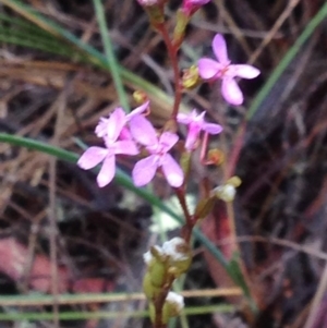 Stylidium graminifolium at Burra, NSW - 6 Dec 2016