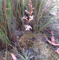 Stylidium graminifolium at Burra, NSW - 6 Dec 2016