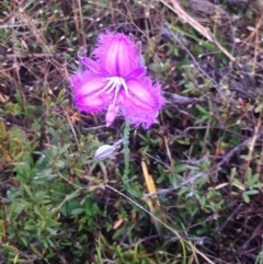 Thysanotus tuberosus subsp. tuberosus (Common Fringe-lily) at Burra, NSW - 6 Dec 2016 by Safarigirl