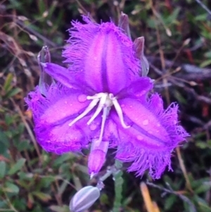 Thysanotus tuberosus subsp. tuberosus at Burra, NSW - 6 Dec 2016