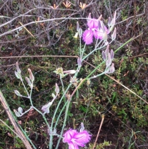 Thysanotus tuberosus subsp. tuberosus at Burra, NSW - 6 Dec 2016