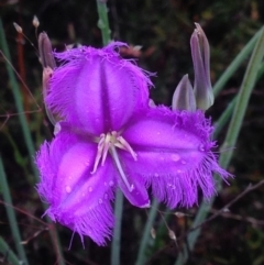 Thysanotus tuberosus subsp. tuberosus at Burra, NSW - 6 Dec 2016