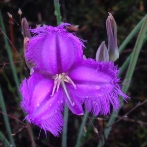 Thysanotus tuberosus subsp. tuberosus at Burra, NSW - 6 Dec 2016