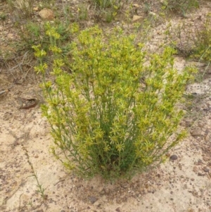 Pimelea curviflora var. sericea at Bruce, ACT - 5 Dec 2016 12:00 AM