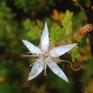 Calytrix tetragona at Burra, NSW - 6 Dec 2016