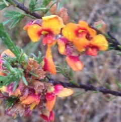 Dillwynia sericea at Burra, NSW - 6 Dec 2016 12:55 PM