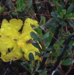 Hibbertia obtusifolia at Burra, NSW - 6 Dec 2016