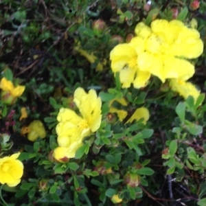 Hibbertia obtusifolia at Burra, NSW - 6 Dec 2016