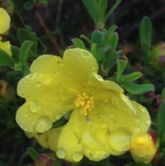 Hibbertia obtusifolia at Burra, NSW - 6 Dec 2016