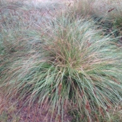 Carex appressa (Tall Sedge) at Burra, NSW - 6 Dec 2016 by Safarigirl