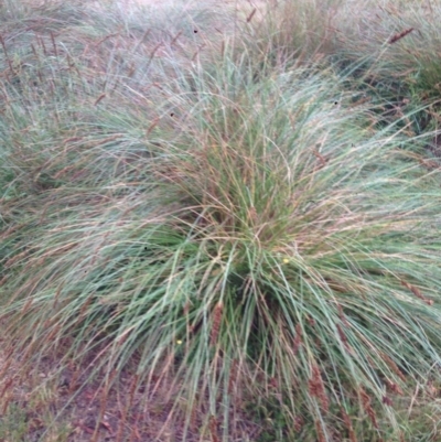 Carex appressa (Tall Sedge) at Burra, NSW - 6 Dec 2016 by Safarigirl