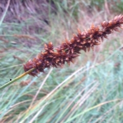 Carex appressa at Burra, NSW - 6 Dec 2016 12:56 PM