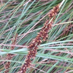 Carex appressa at Burra, NSW - 6 Dec 2016 12:56 PM