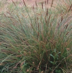 Carex appressa at Burra, NSW - 6 Dec 2016