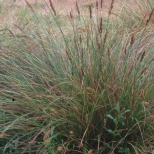 Carex appressa at Burra, NSW - 6 Dec 2016 12:56 PM