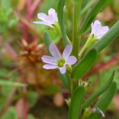 Lythrum hyssopifolia (Small Loosestrife) at Bruce, ACT - 4 Dec 2016 by RWPurdie