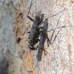 Pompilidae (family) (Unidentified Spider wasp) at Pollinator-friendly garden Conder - 3 Dec 2016 by michaelb