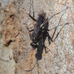 Pompilidae (family) at Conder, ACT - 4 Dec 2016