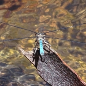 Diphlebia lestoides at Paddys River, ACT - 3 Dec 2016 12:59 PM