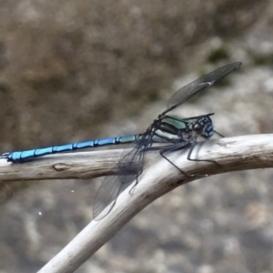 Diphlebia lestoides at Paddys River, ACT - 3 Dec 2016