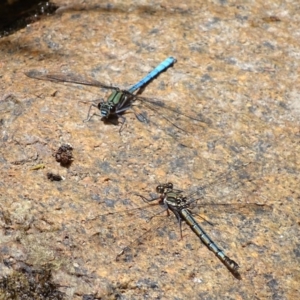 Diphlebia lestoides at Paddys River, ACT - 3 Dec 2016 12:59 PM