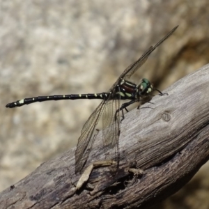 Eusynthemis brevistyla at Paddys River, ACT - 3 Dec 2016 02:00 PM