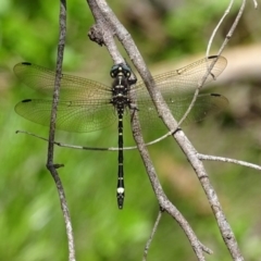 Eusynthemis brevistyla at Paddys River, ACT - 3 Dec 2016