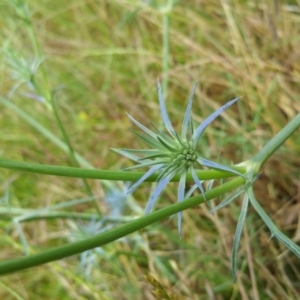 Eryngium ovinum at Symonston, ACT - 6 Dec 2016