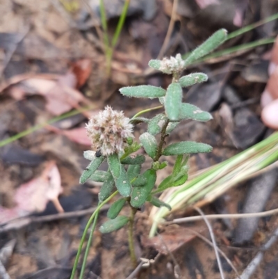 Alternanthera nana (Hairy Joyweed) at Nicholls, ACT - 6 Dec 2016 by lesleypeden