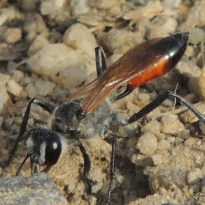 Podalonia tydei (Caterpillar-hunter wasp) at Tharwa, ACT - 30 Nov 2016 by michaelb