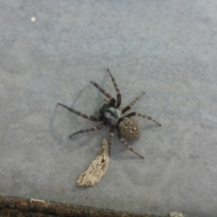 Badumna insignis (Black House Spider) at Reid, ACT - 20 Nov 2016 by JanetRussell