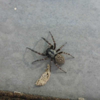 Badumna insignis (Black House Spider) at Reid, ACT - 20 Nov 2016 by JanetRussell