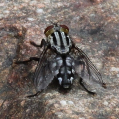Sarcophagidae sp. (family) (Unidentified flesh fly) at Lower Cotter Catchment - 4 Dec 2016 by HarveyPerkins