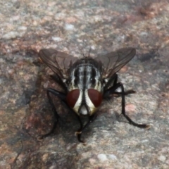 Sarcophagidae sp. (family) at Coree, ACT - 4 Dec 2016