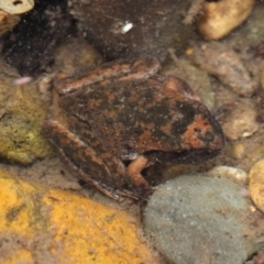 Litoria lesueuri (Lesueur's Tree-frog) at Lower Cotter Catchment - 4 Dec 2016 by HarveyPerkins