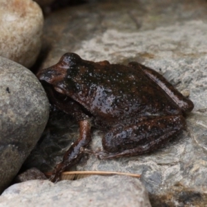 Litoria lesueuri at Coree, ACT - 4 Dec 2016