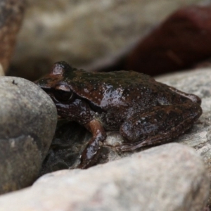 Litoria lesueuri at Coree, ACT - 4 Dec 2016