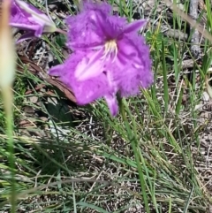 Thysanotus tuberosus subsp. tuberosus (Common Fringe-lily) at Deakin, ACT - 20 Nov 2016 by RangerElle