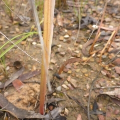 Calochilus sp. (A Beard Orchid) at Aranda, ACT - 5 Dec 2016 by JanetRussell