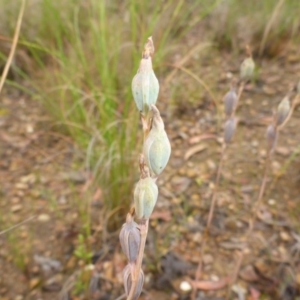 Calochilus sp. at Aranda, ACT - 6 Dec 2016