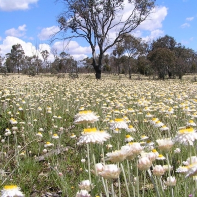 Leucochrysum albicans subsp. tricolor (Hoary Sunray) at Mount Majura - 22 Oct 2010 by MatthewFrawley