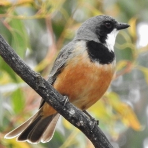 Pachycephala rufiventris at Kambah Pool - 6 Dec 2016