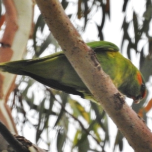 Glossopsitta concinna at Wanniassa, ACT - 5 Dec 2016