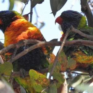 Trichoglossus moluccanus at Wanniassa, ACT - 7 Dec 2016 09:55 AM