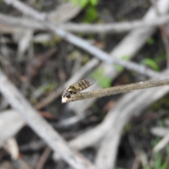 Simosyrphus grandicornis (Common hover fly) at Farrer Ridge - 6 Oct 2016 by RyuCallaway